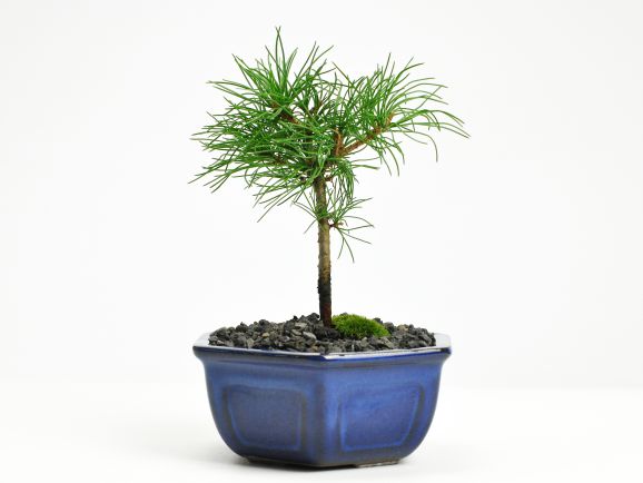 楽天市場】盆栽 松 吾妻五葉松 ミニ盆栽 ミニ五葉松 松柏 松 初心者