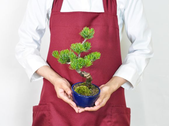 楽天市場】盆栽 松 五葉松 樹齢5年 ミニ盆栽 初心者 インテリア 室内