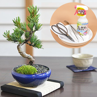 楽天市場】ミニ五葉松とはじめて道具セット ミニ盆栽 ハサミ