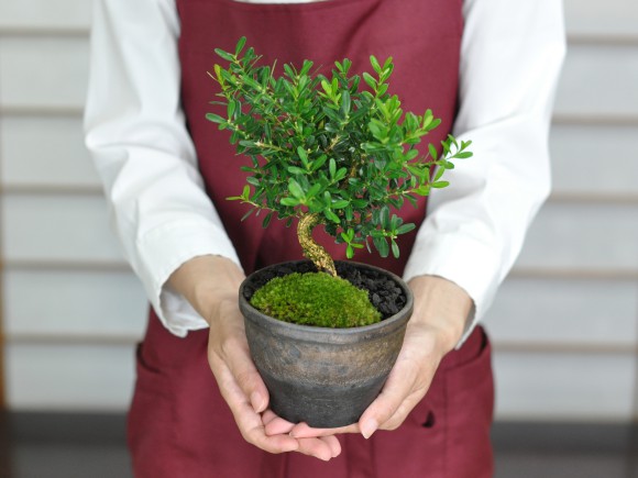 楽天市場】盆栽 ミニ盆栽 台湾ツゲ 黄楊 柘植 鉢植え 室内鑑賞 卓上