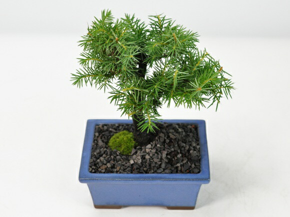 楽天市場】盆栽 ミニ杜松 ミニ盆栽 松柏 初心者 室内鑑賞 趣味 ぼん
