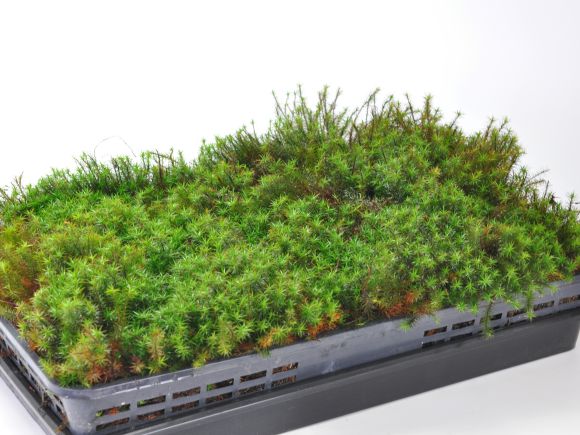 楽天市場】苔 スギゴケ 大トレー 杉苔 すぎごけ 苔玉 苔テラリウム 苔