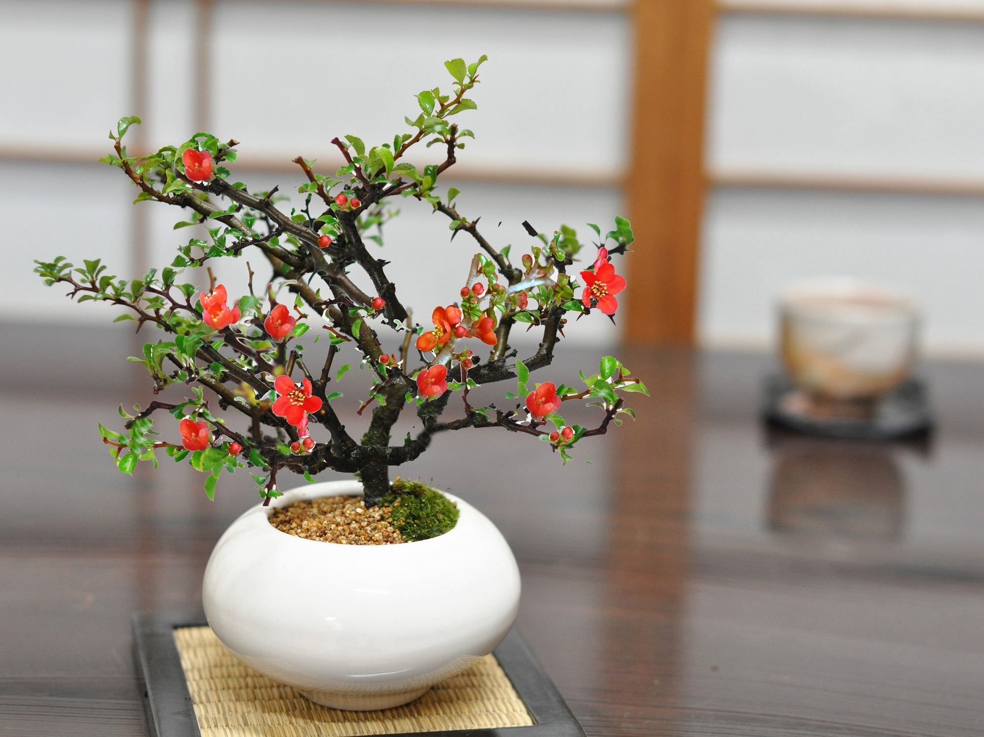 楽天市場】盆栽 枝ぶりの良い長寿梅 赤花 万古焼 白和鉢 植物愛好家