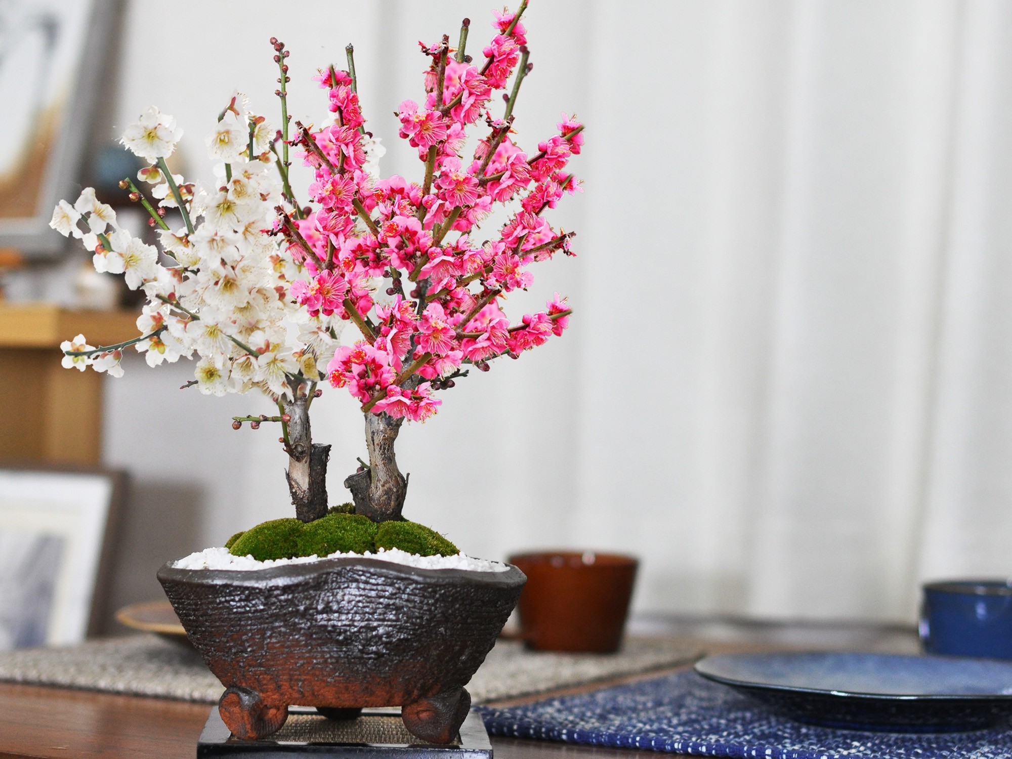 楽天市場】盆栽 紅梅と白梅の二本植え 梅の盆栽 寄せ植え 梅盆栽 ミニ