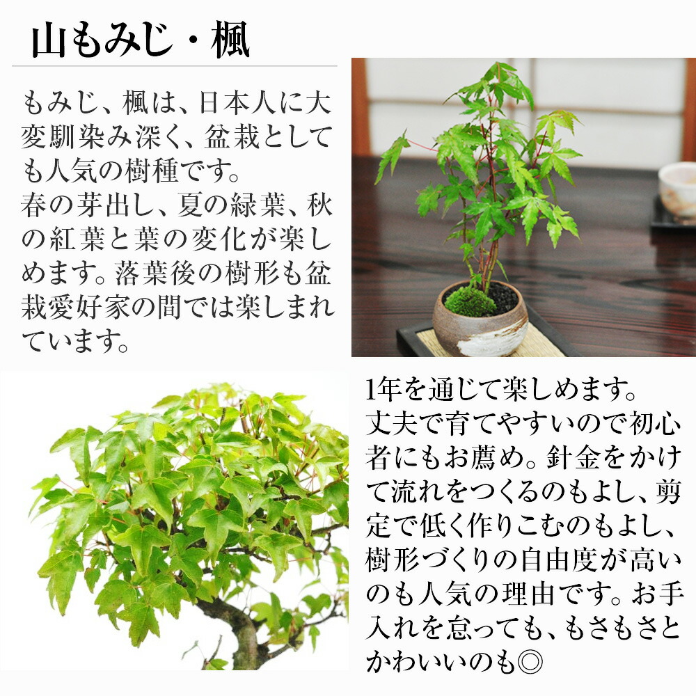 楽天市場】盆栽 カエデ 楓の寄せ植え 太幹 かえで 楓 小品盆栽 中品