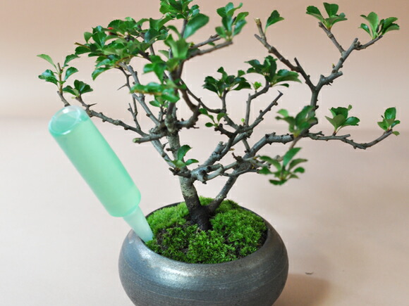 楽天市場】盆栽 道具 セット 10点 入門 お手入れ 管理【 盆栽道具