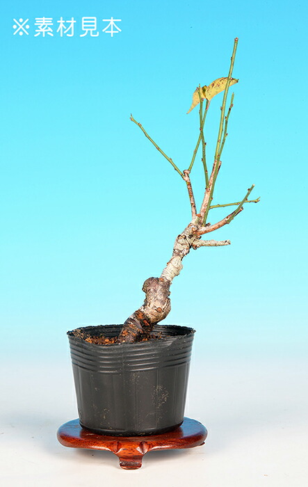 楽天市場】盆栽 ミニ盆栽 「甲州野梅」 ウメ 葉物 盆栽素材 盆栽苗