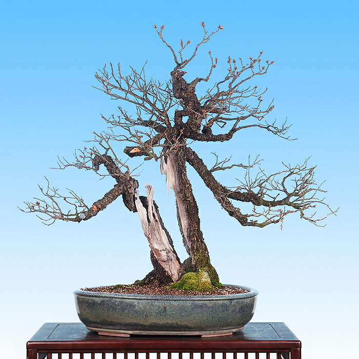 楽天市場】盆栽 「甲州野梅」 野梅 ヤバイ やばい 雑木盆栽 花物盆栽