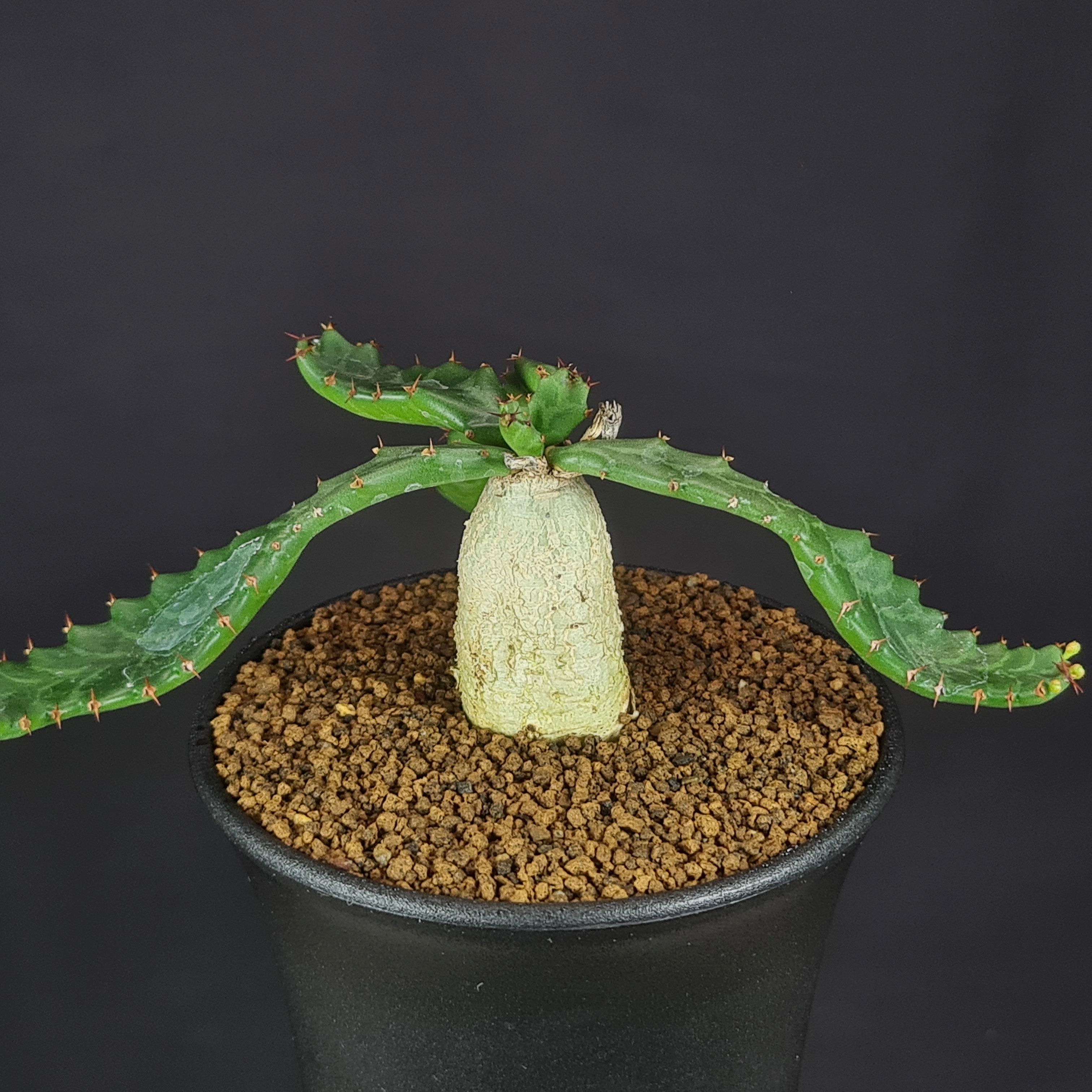 楽天市場】ユーフォルビア・ステラータ 飛竜 9cm鉢 カクタス長田