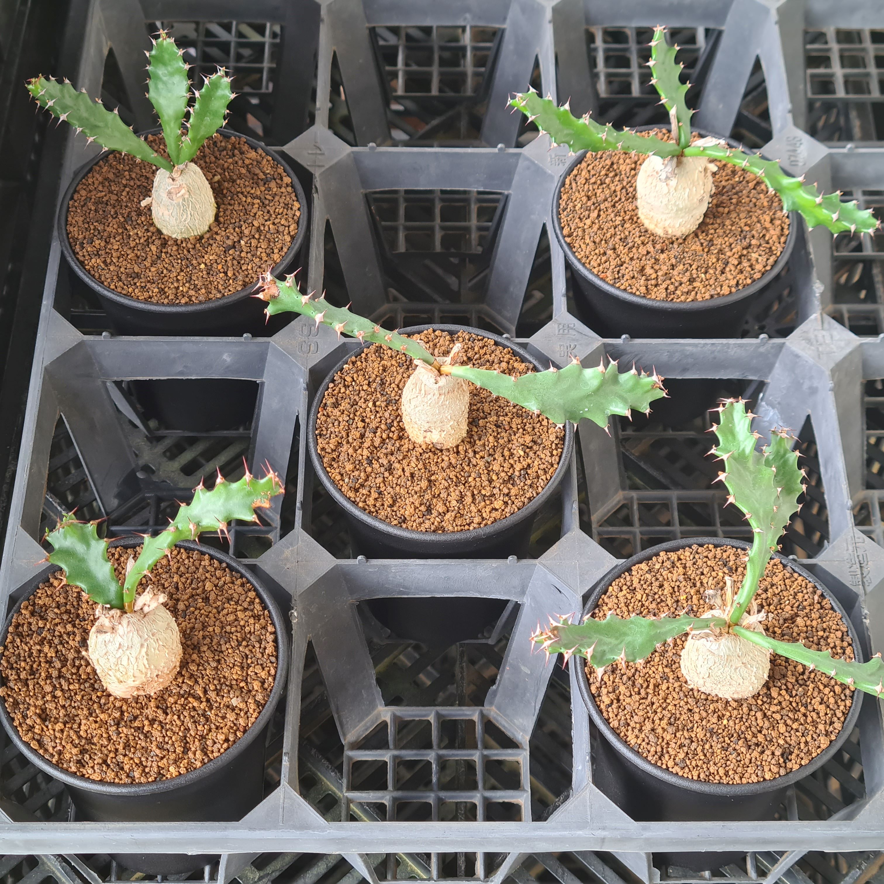 楽天市場】ユーフォルビア・スクアローサ 奇怪ヶ島 9cm鉢 カクタス長田