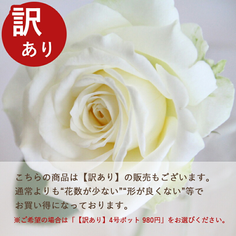 imgrc0089399280.jpg?fitin=720:720