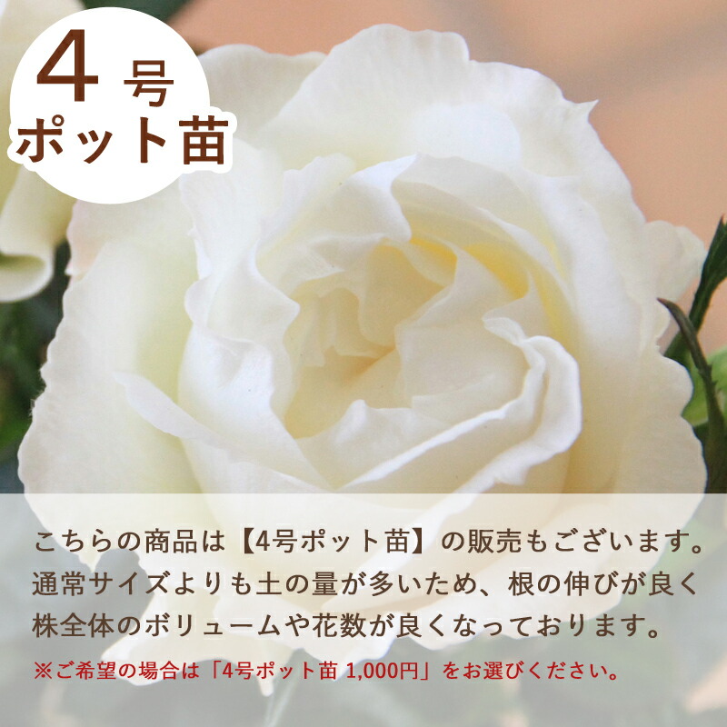 楽天市場】ふわり【ミニバラ苗】四季咲き バラ苗 花壇 花 バラ 薔薇