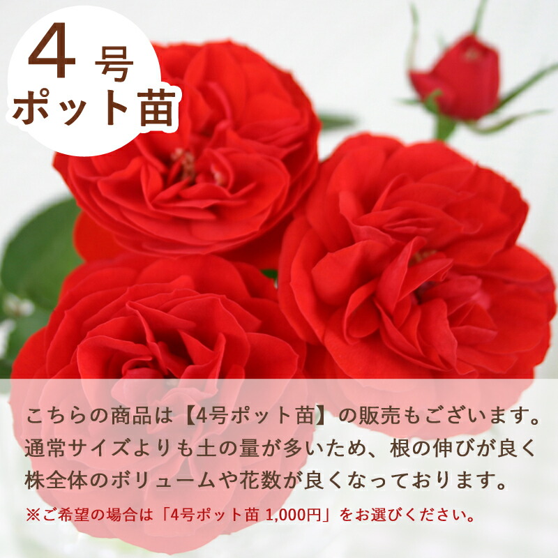 楽天市場】レッドシンフォニー【ミニバラ苗】四季咲き バラ苗 花壇 花