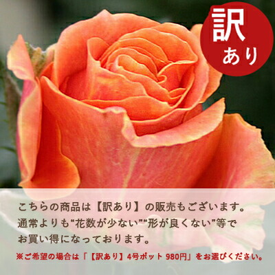 楽天市場】ミニバラ【大輪系】カメルーン・フォーエバー（4号