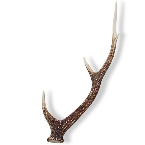 楽天市場】国産 鹿の角 オブジェ Mサイズ 1本 インテリア 関東当日便
