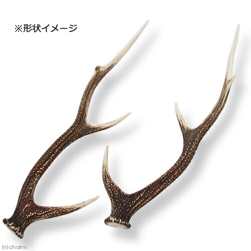 楽天市場】国産 鹿の角 オブジェ Mサイズ 1本 インテリア 関東当日便