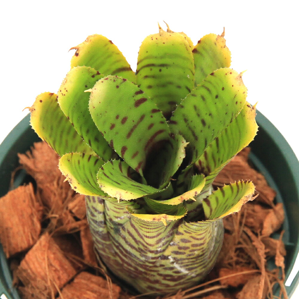 楽天市場】（観葉植物）ネオレゲリア プンクタティッシマ 'イエロー