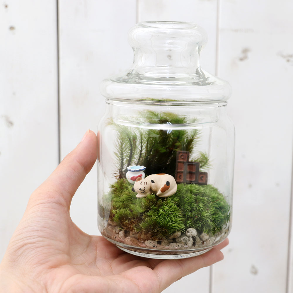 楽天市場】（観葉植物）苔テラリウム アニマルランド ネコ（1個