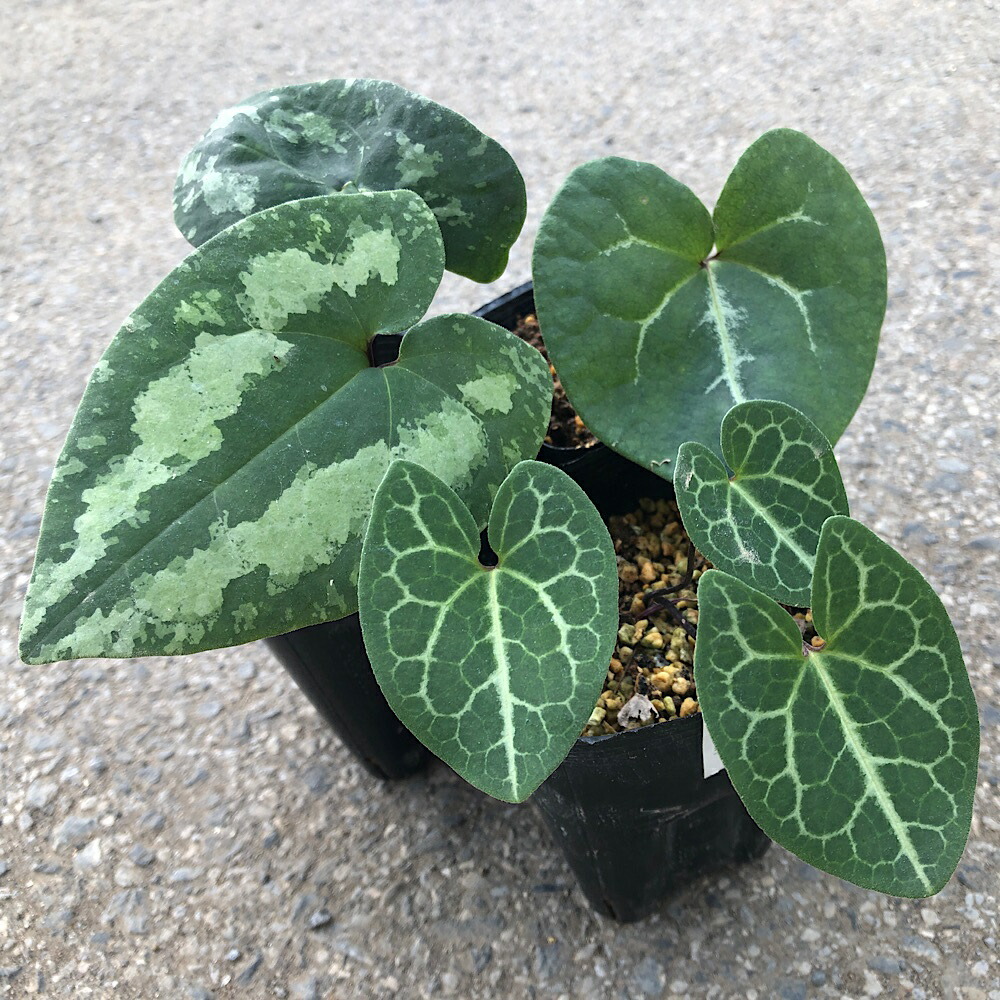 楽天市場】（山野草）カンアオイ（寒葵）品種おまかせ 3号（1ポット