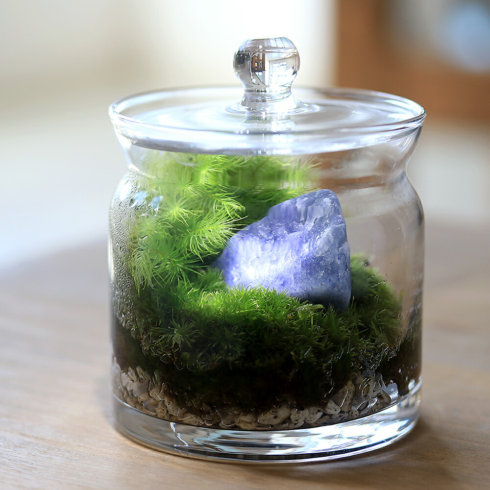 楽天市場】（観葉植物）苔テラリウム 鉱石レイアウト ブルー