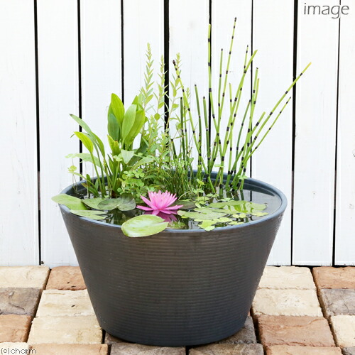 楽天市場】（ビオトープ）睡蓮鉢グレー あぜなみレイアウト スイレン