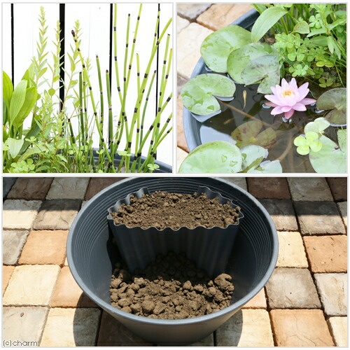 楽天市場】（ビオトープ）睡蓮鉢グレー あぜなみレイアウト スイレン