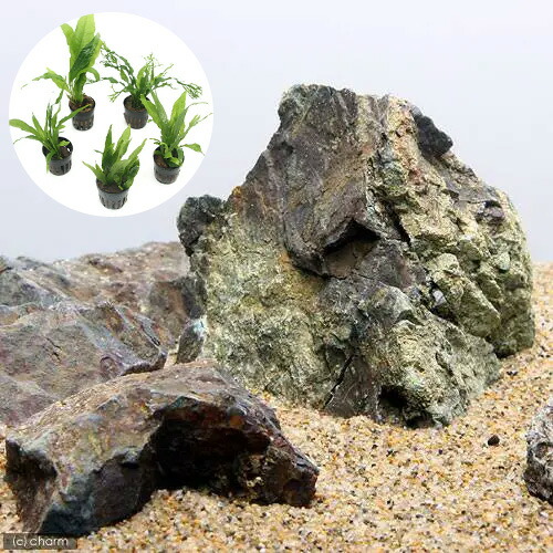 楽天市場】滝石の通販