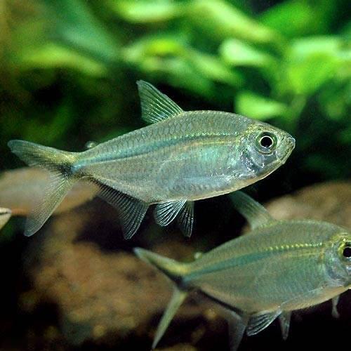 楽天市場】（熱帯魚）ジャックナイフ・テトラ（1匹） 北海道・九州