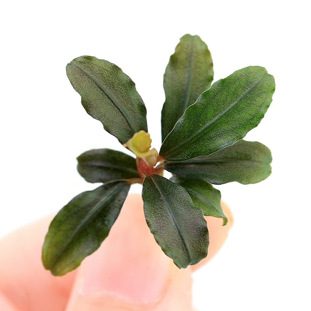 楽天市場】（水草）ブセファランドラsp．カプアスブラウニー（東南便