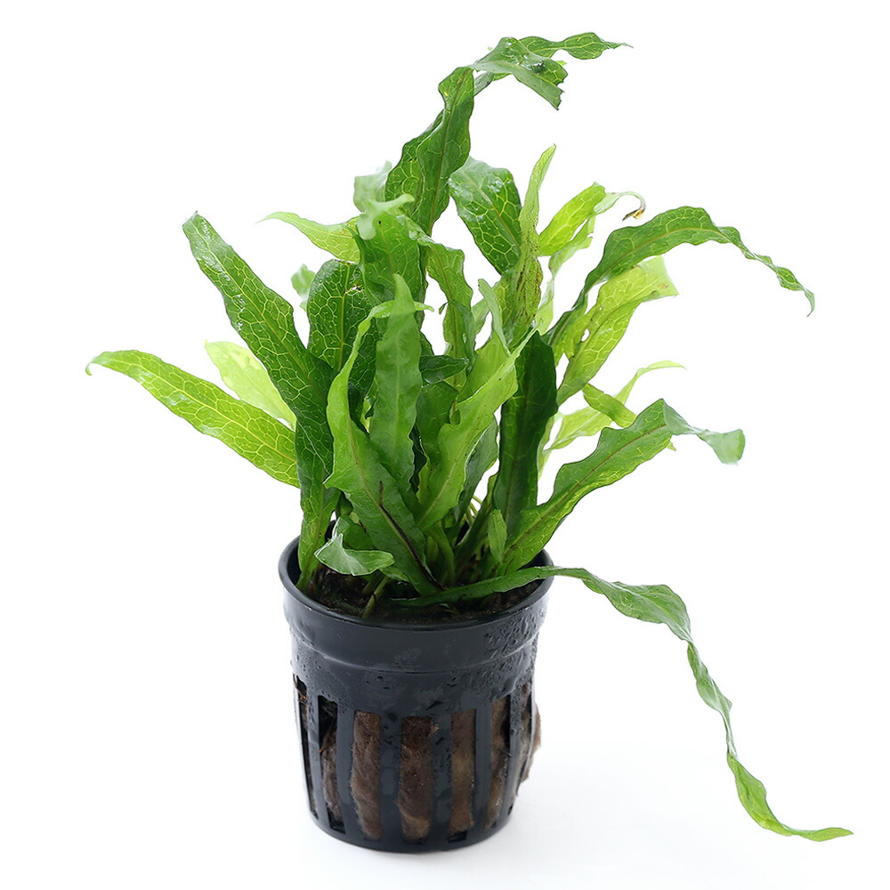 楽天市場】（水草）ミクロソリウムsp．フレーミング（1ポット分