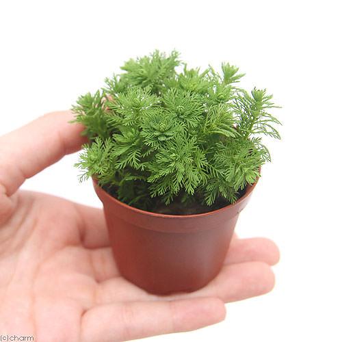 楽天市場】（水草）ミリオフィラムsp．（ガイアナドワーフ）鉢植え