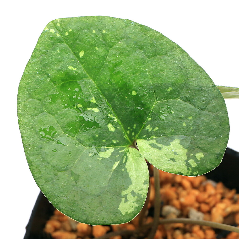 楽天市場】（山野草）カンアオイ（寒葵）キンチャクアオイ（巾着葵）3