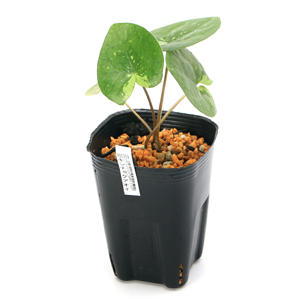 楽天市場】（山野草）カンアオイ（寒葵）キンチャクアオイ（巾着葵）3