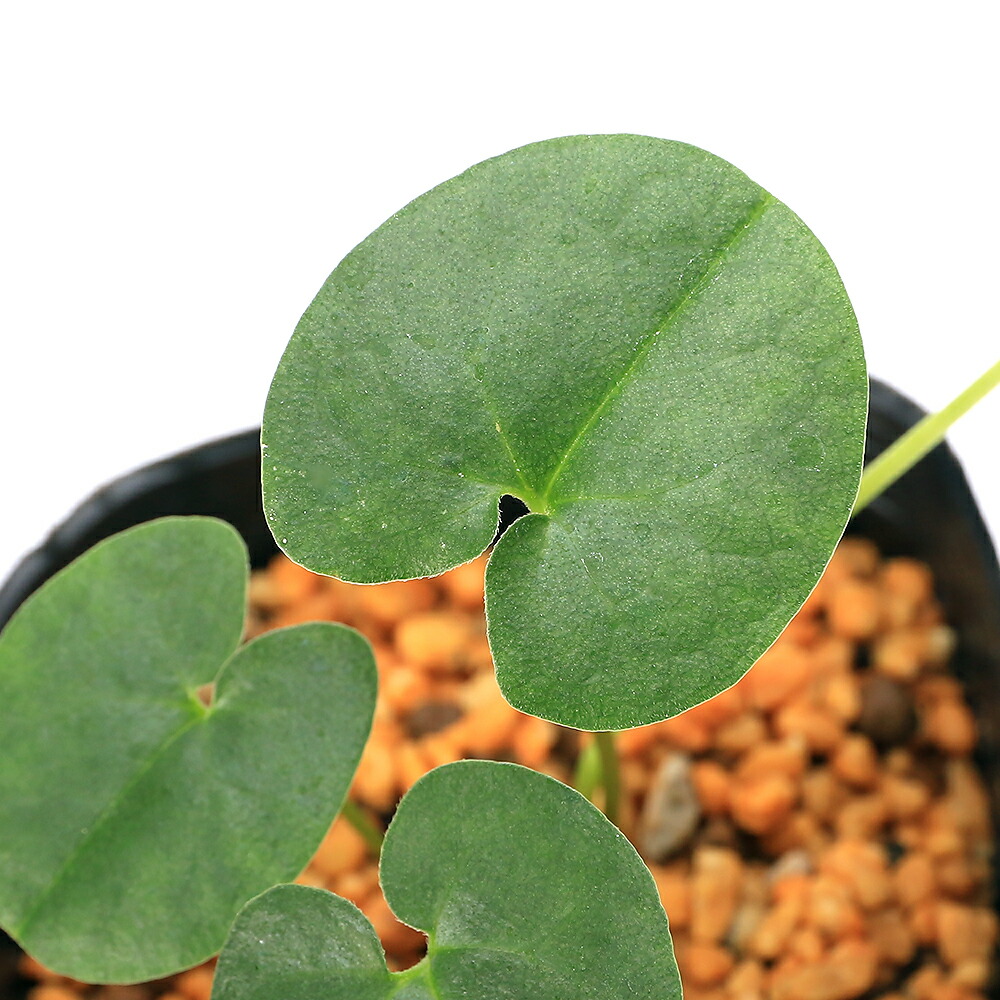 楽天市場】（山野草）カンアオイ（寒葵）青軸赤花ヒメカンアオイ（姫寒