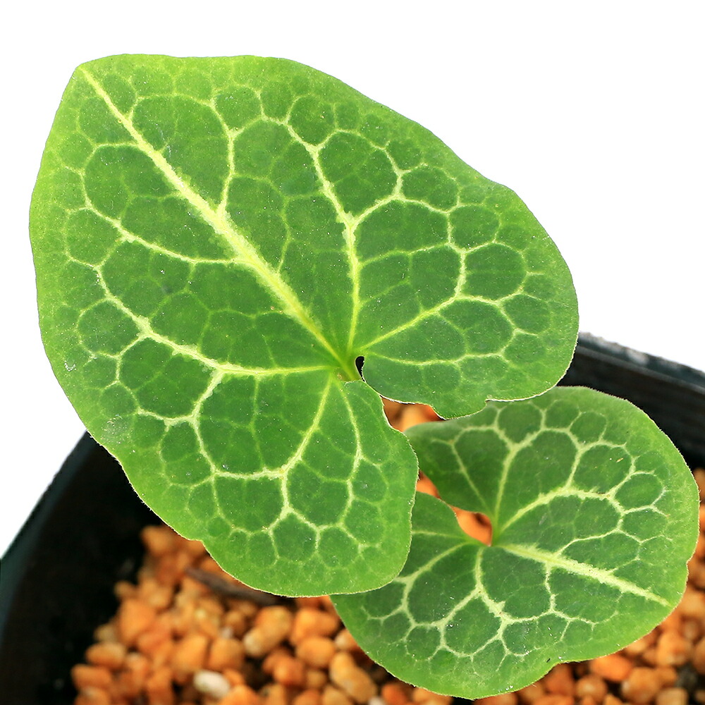 楽天市場】（山野草）カンアオイ（寒葵）オトメアオイ（乙女葵） 青軸