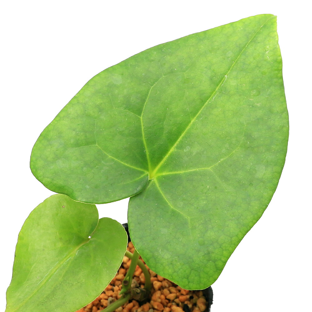 楽天市場】（山野草）カンアオイ（寒葵）オニカンアオイ（鬼寒葵） 青