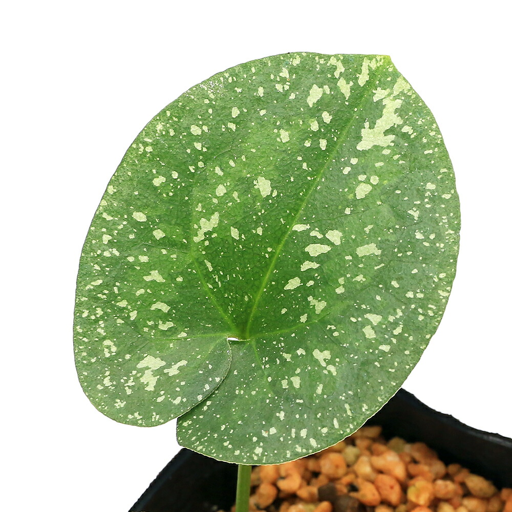 楽天市場】（山野草）カンアオイ（寒葵）青軸素心ヒメカンアオイ（姫寒