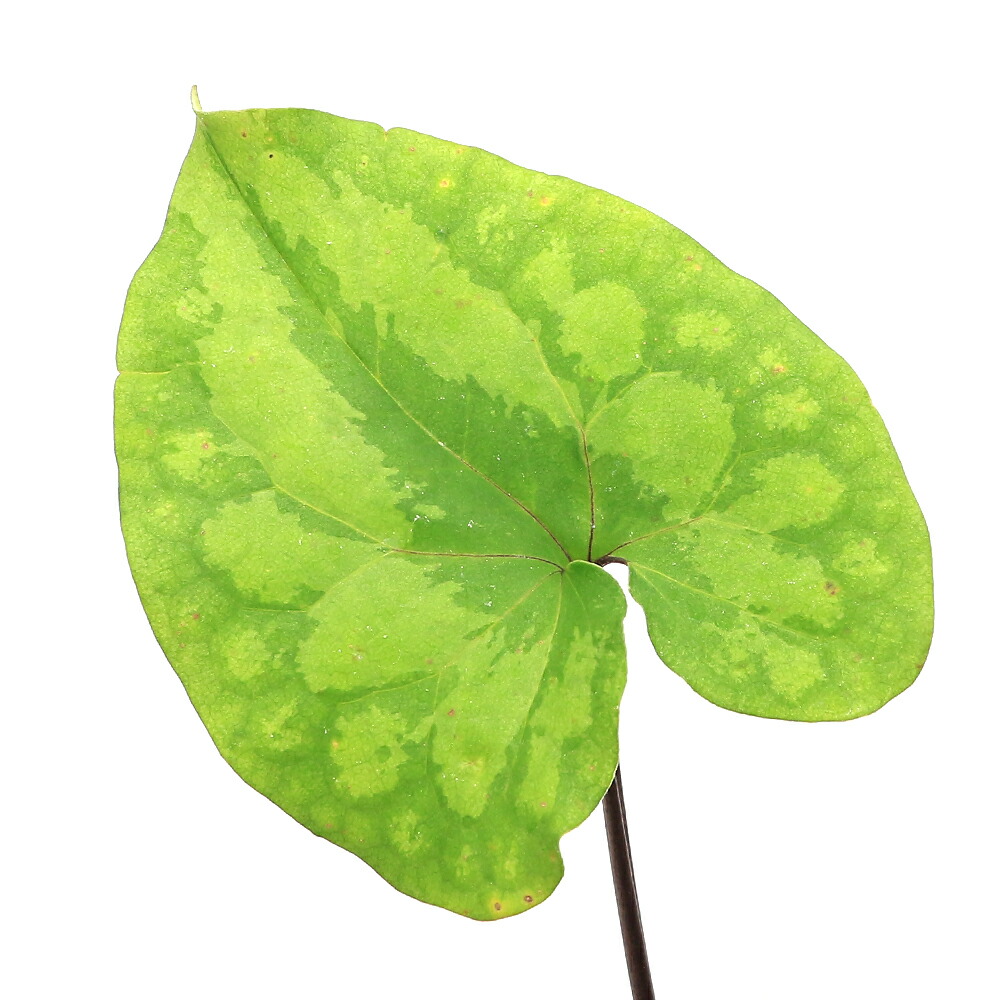 楽天市場】（山野草）カンアオイ（寒葵）品種系細辛 八重咲 黒龍牡丹