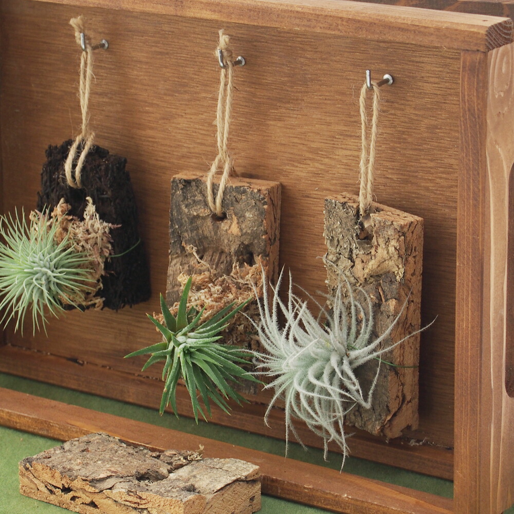 楽天市場】着生植物栽培セット コルクバージョン チランジア エアー