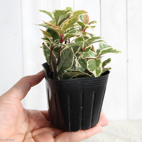 楽天市場】（山野草）盆栽 十両 斑入りヤブコウジ（藪柑子） 3号（1