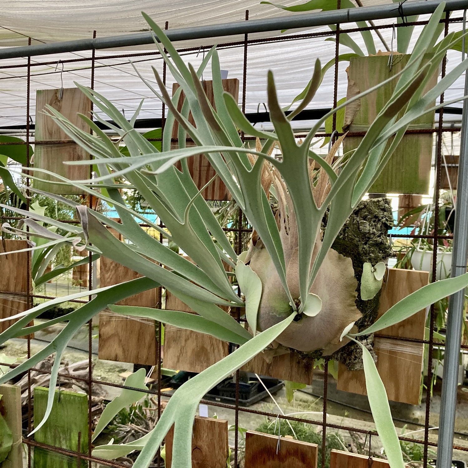 楽天市場】（観葉植物）コウモリラン ビカクシダ ビーチー 板付き 活着