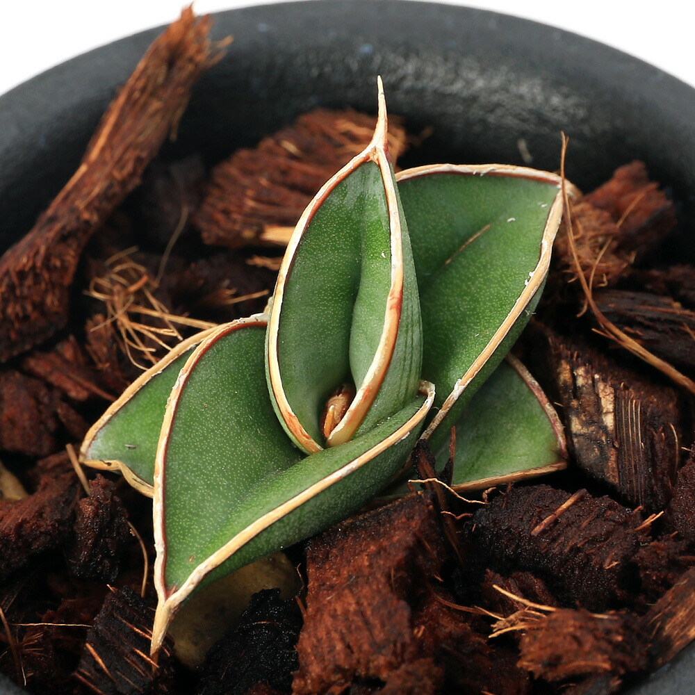 サンスベリア ロリダ」の人気商品一覧 | 安い商品を通販サイトから探す