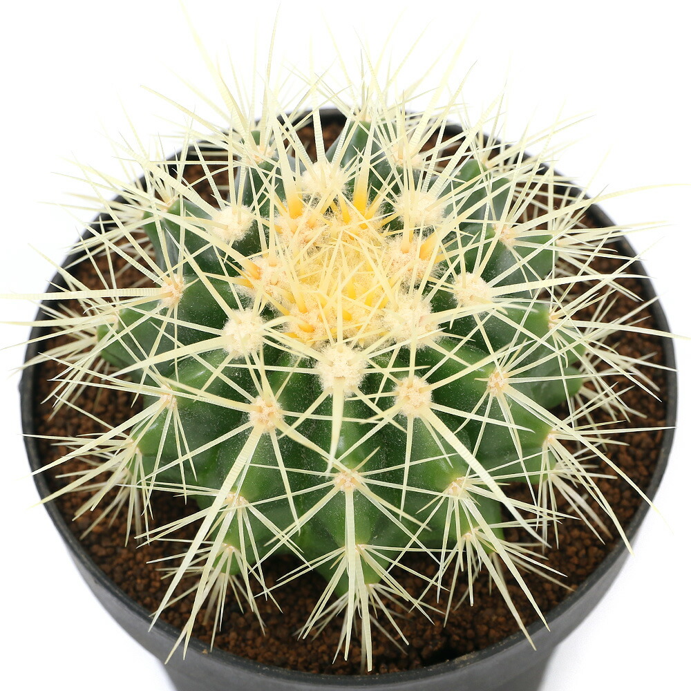 楽天市場】（多肉植物）サボテン エキノカクタス 金鯱（キンシャチ