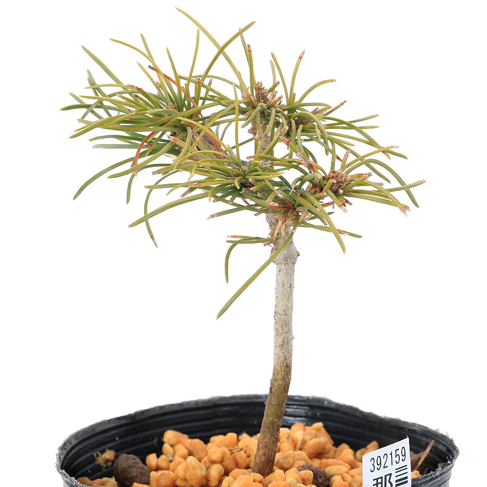 植木 五葉松 盆栽」の人気商品一覧 | 安い商品を通販サイトから探す