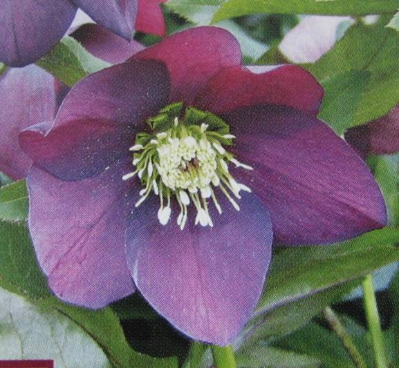 楽天市場】クリスマスローズ シングル咲き パープル系 3号苗 実生苗