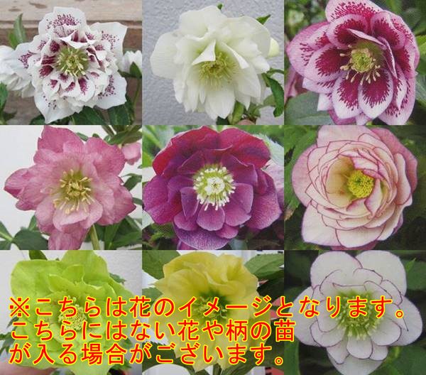 楽天市場】「3株セット」か「5株セット」クリスマスローズ 開花見込み