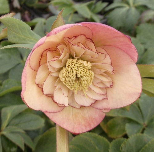 ☆＊ひまわり＊様ご購入苗㉖-327㉖-363㉖-384クリスマスローズ 園芸