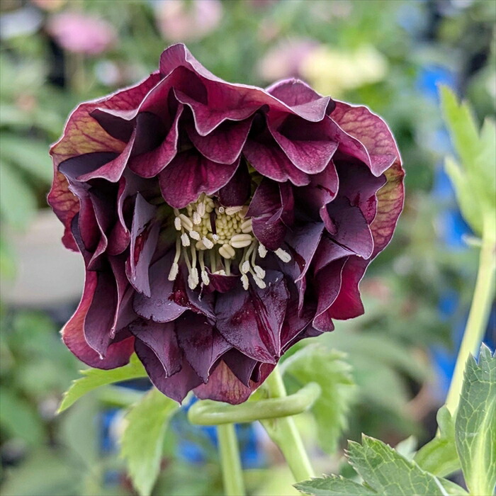 楽天市場】【現品】クリスマスローズ 多弁ダブル咲き パープル系 5号