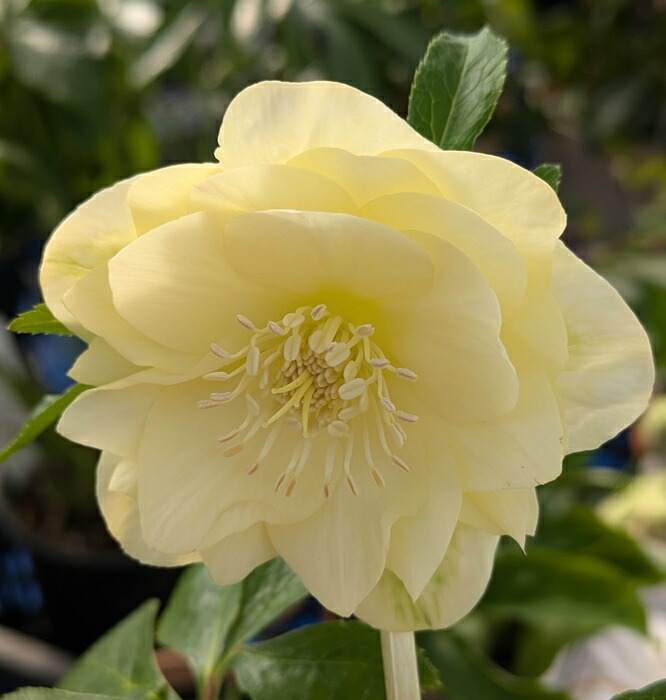 楽天市場】【現品】クリスマスローズ ダブル咲き ゴールドオーレア系 5