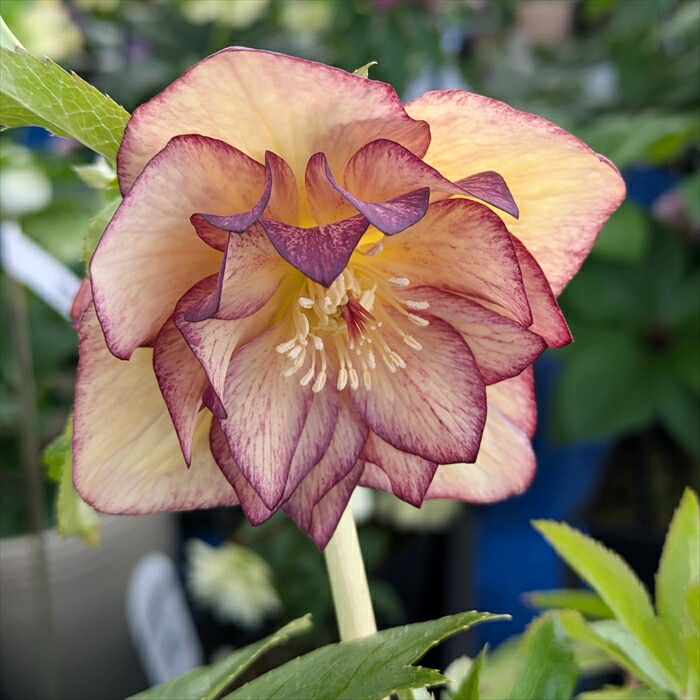 楽天市場】【現品】クリスマスローズ ダブル咲き ゴールドオーレア系